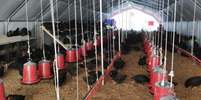 kümes çadırı