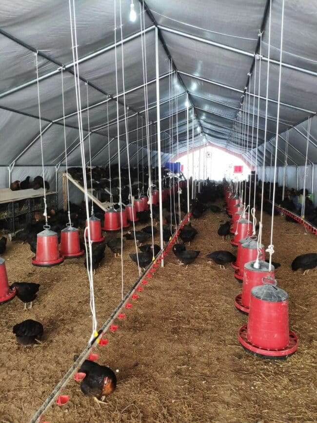 tavuk çadırı kümes içi kümes çadırı