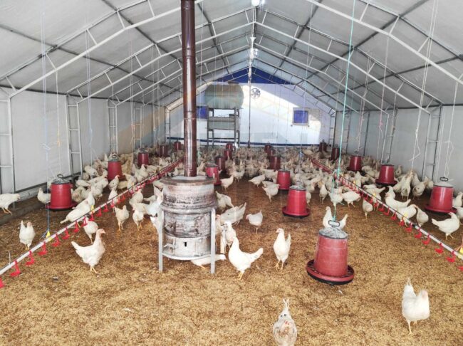kümes çadırı Tavuk çadırı