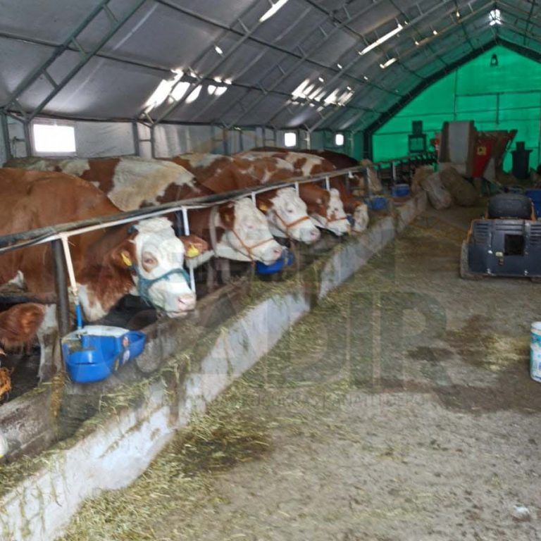Büyükbaş Çadırı