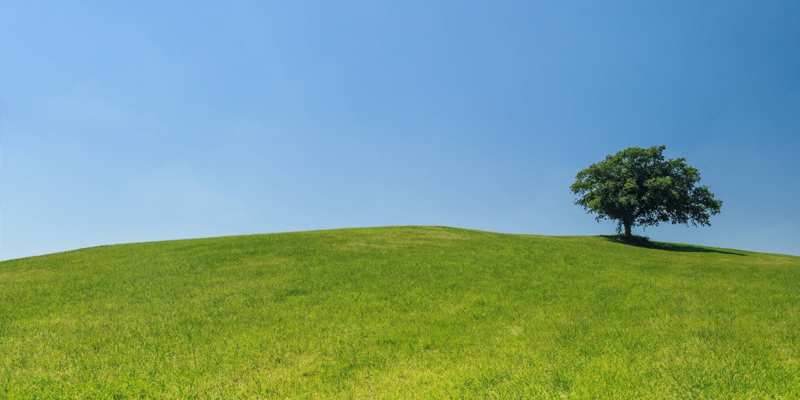 hill-meadow-tree-green-2334